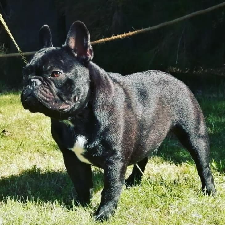 Bulldog Francés - Criadero Rezenda Uruguay