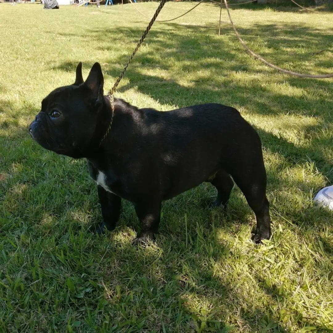 Bulldog Francés al aire libre en un día soleado