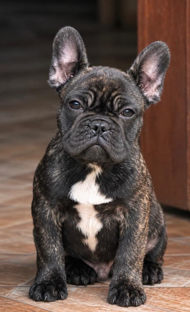 Cachorro macho Bulldog Francés de Frenchies Rezenda nacido el 26 de mayo de 2026